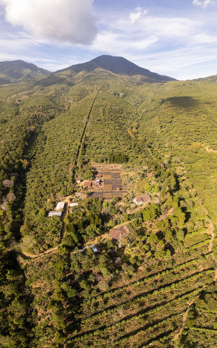 A critical but under-appreciated factor driving coffee quality