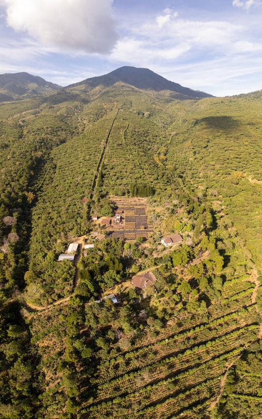 A critical but under-appreciated factor driving coffee quality