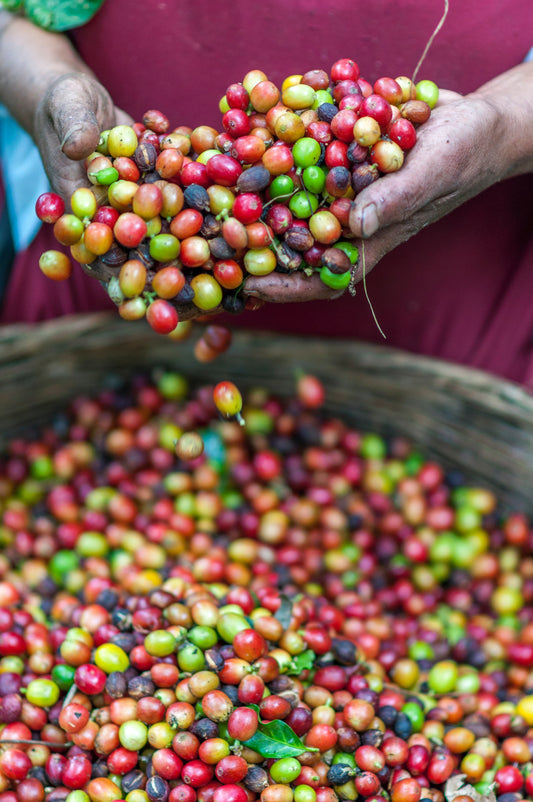 Coffee bean processing