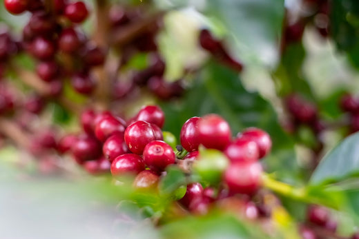 The Anatomy of a Coffee Cherry