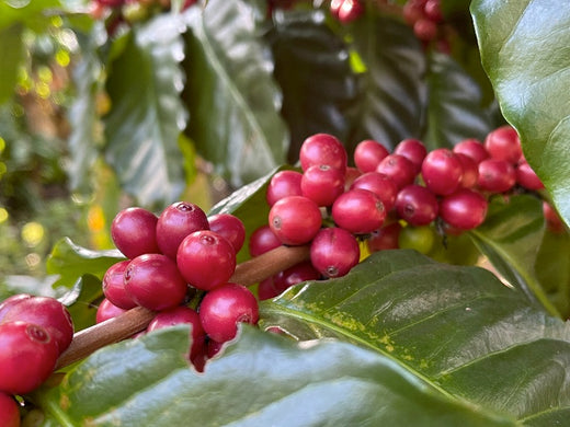 Understanding coffee processing