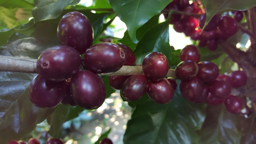 El Salvador - Carlos Pola Anaerobic Honey Pacamara
