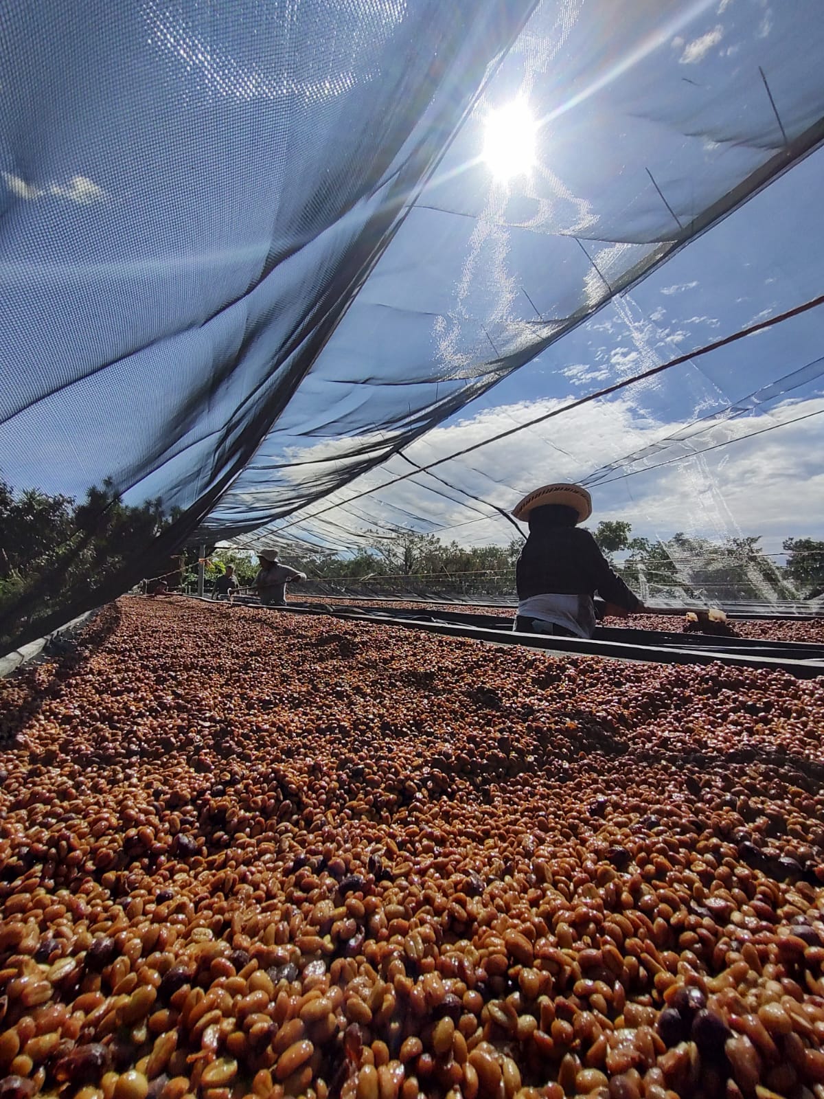 El Salvador - Carlos Pola Anaerobic Honey Pacamara