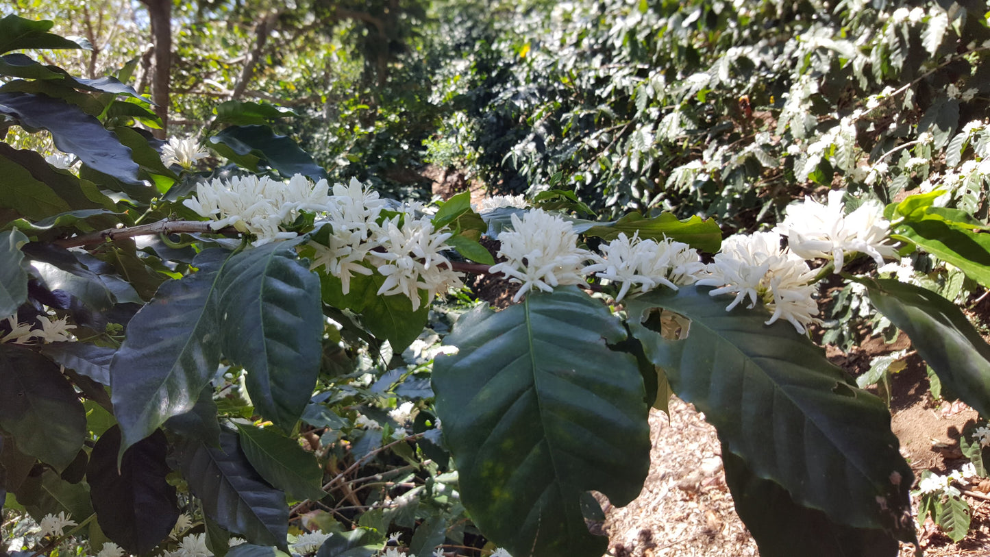 El Salvador - Carlos Pola Anaerobic Honey Pacamara