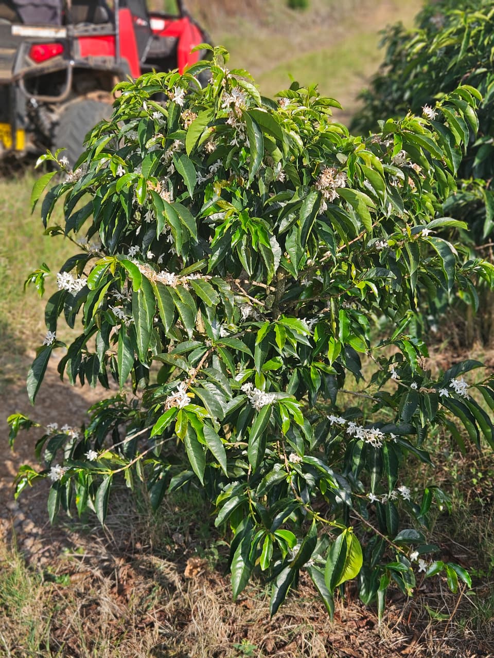 Costa Rica Volcan Azul Geisha Natural