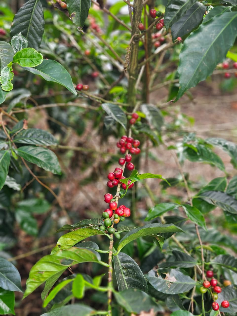 Costa Rica Volcan Azul Geisha Natural