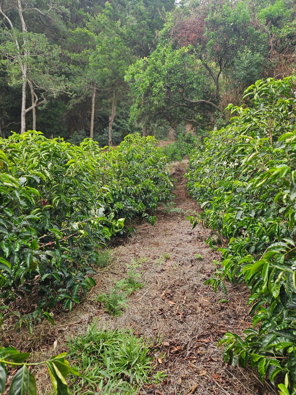 Costa Rica Volcan Azul Geisha Natural