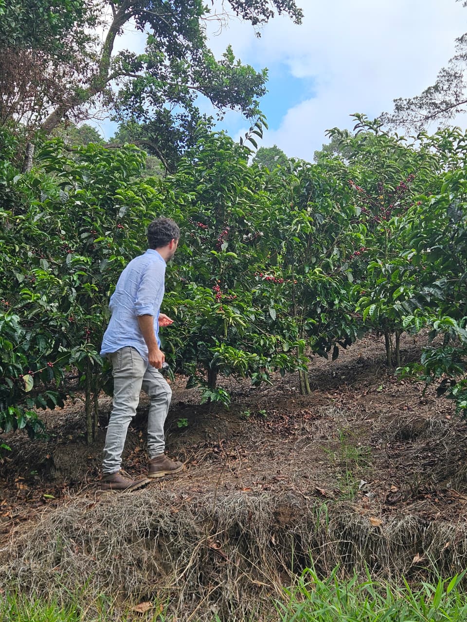 Costa Rica Volcan Azul Geisha Natural